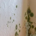 Jak odróżnić pleśń od grzyba na ścianie?